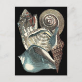Seashell Anthology Briefkaart (Voorkant)