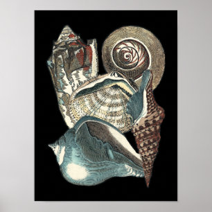 Seashell Anthology Poster