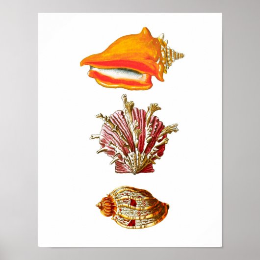 Seashell Art Print no.10 Beach Wall Decor (Voorkant)