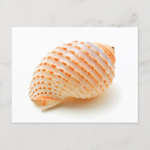 Seashell Briefkaart