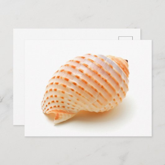 Seashell Briefkaart (Voorkant / Achterkant)