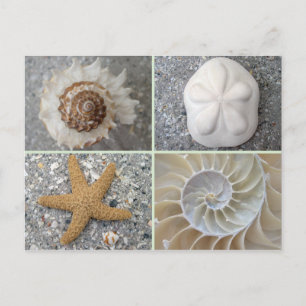 Seashell Collage Briefkaart