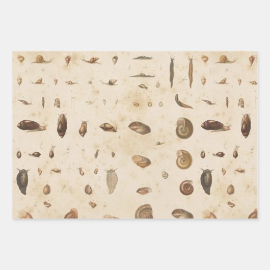 Seashell en Slak Inpakpapier Vel (Voorkant 2)