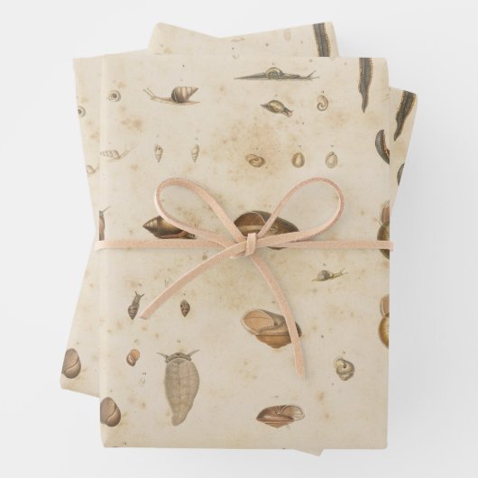  Seashell en Slak Inpakpapier Vel (In situ)