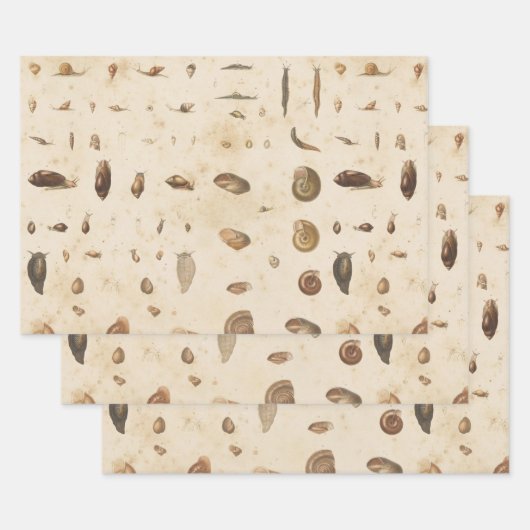  Seashell en Slak Inpakpapier Vel (Set)