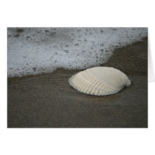 Seashell en Surf