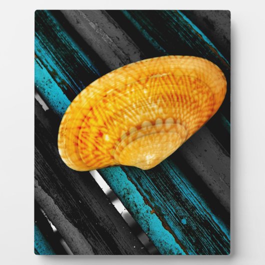 seashell fotoplaat (Voorkant)