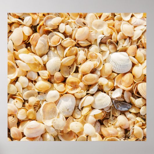 Seashell gestructureerde zomer strand achtergrond. poster (Voorkant)