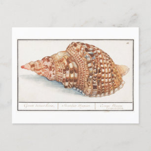  Seashell Illustratie Briefkaart