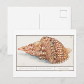  Seashell Illustratie Briefkaart (Voorkant / Achterkant)