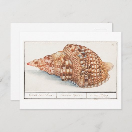  Seashell Illustratie Briefkaart (Voorkant / Achterkant)