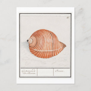 Seashell Illustratie Briefkaart