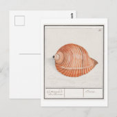  Seashell Illustratie Briefkaart (Voorkant / Achterkant)