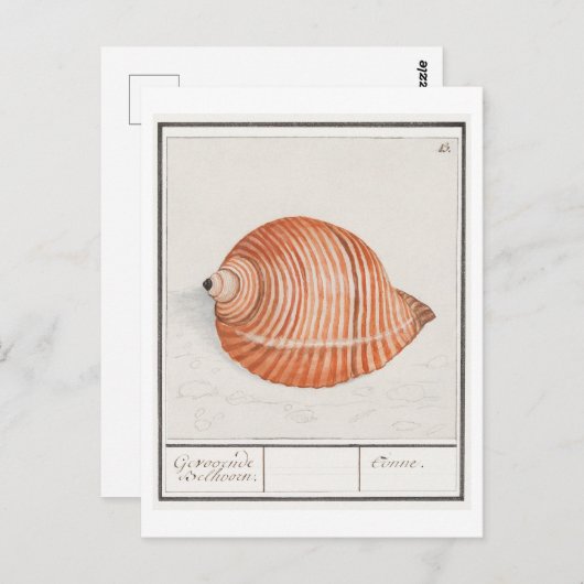 Seashell Illustratie Briefkaart (Voorkant / Achterkant)