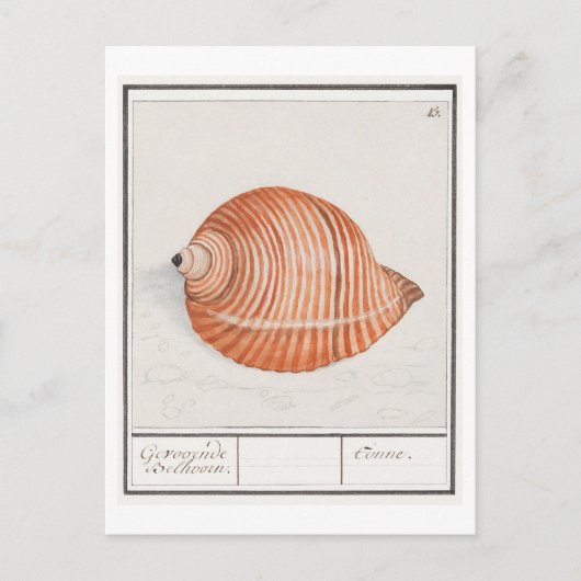  Seashell Illustratie Briefkaart (Voorkant)