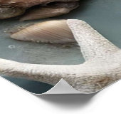 Seashell Kustkerstboom Poster (Hoek)