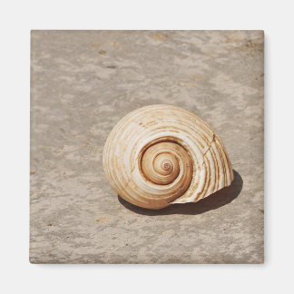 SeaShell Magneet