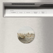 Seashell Magnet (Insitu (Vaatwasser))