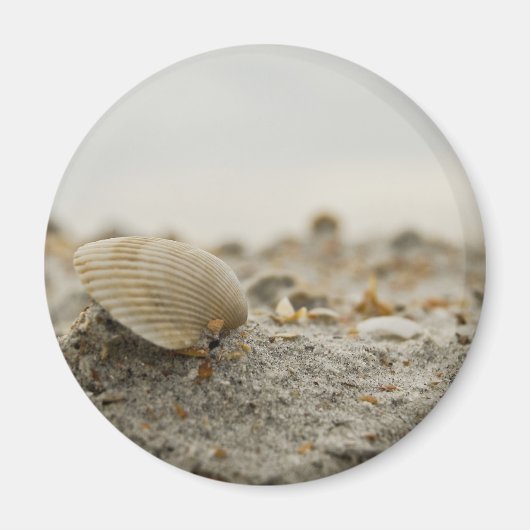 Seashell Magnet (Voorkant)