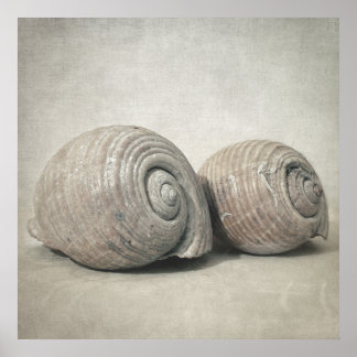 Seashell n.O.3 Poster