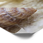 Seashell, Nautical, Beach, Summer, Custom Poster (Hoek)
