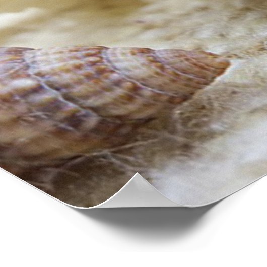 Seashell, Nautical, Beach, Summer, Custom Poster (Hoek)