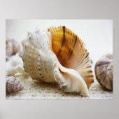 Seashell, Nautical, Beach, Summer, Custom Poster (Voorkant)