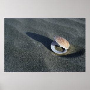Seashell, Nieuw-Zeeland Poster