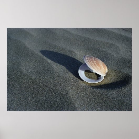 Seashell, Nieuw-Zeeland Poster (Voorkant)