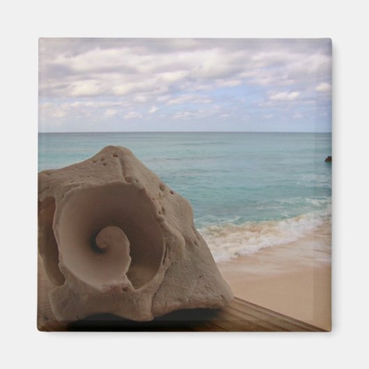 Seashell op het strand Foto Magneet (Voorkant)