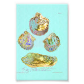 Seashell op Robins Egg Blue Foto Afdruk (Voorkant)