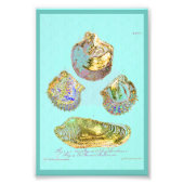 Seashell op Robins Egg Blue Foto Afdruk (Voorkant)