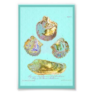 Seashell op Robins Egg Blue Foto Afdruk