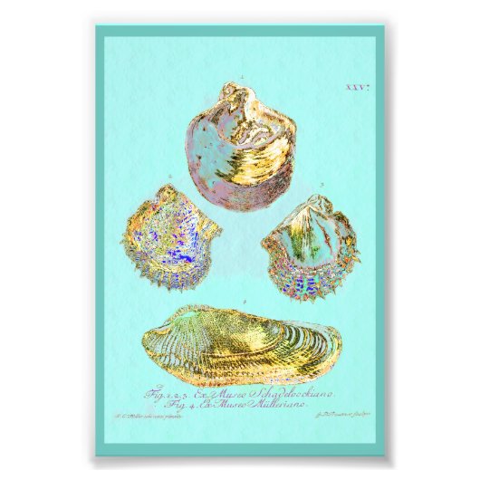 Seashell op Robins Egg Blue Foto Afdruk (Voorkant)