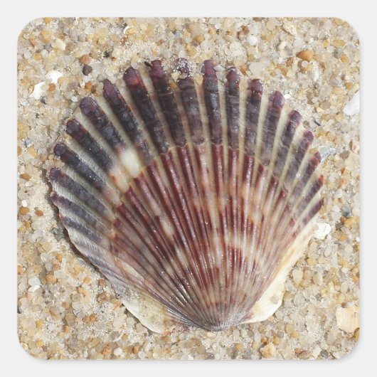 Seashell op zand vierkante sticker (Voorkant)