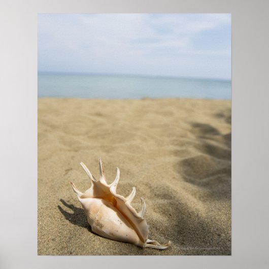 Seashell op zandig strand poster (Voorkant)