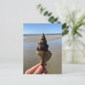 Seashell Photography Horse Conch Wild Florida Briefkaart (Staand voorkant)