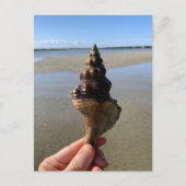 Seashell Photography Horse Conch Wild Florida Briefkaart (Voorkant)