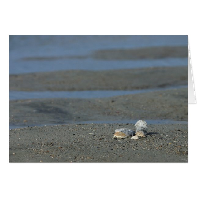 Seashell Pile (Voorkant Horizontaal)