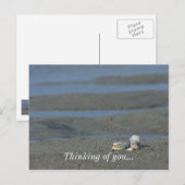 Seashell Pile Briefkaart (Voorkant / Achterkant)