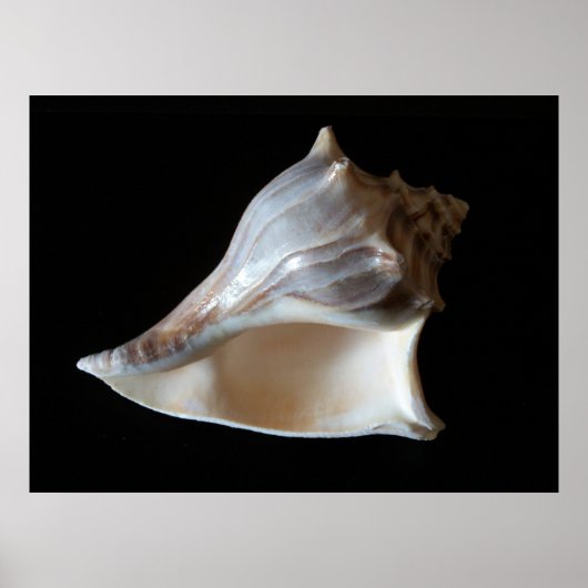 Seashell Poster (Voorkant)