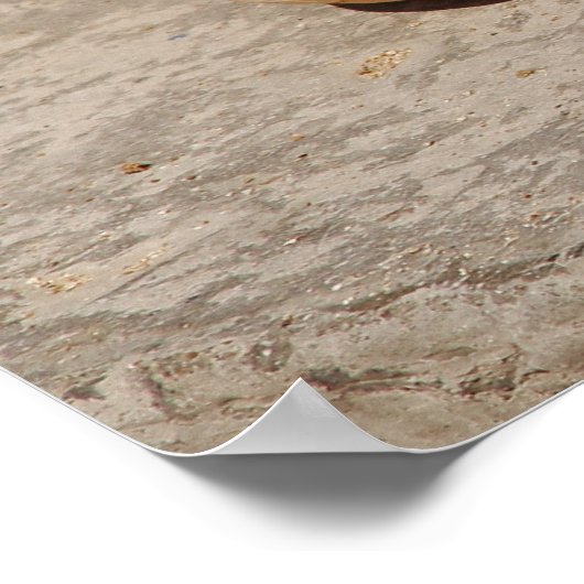 SeaShell Poster (Hoek)