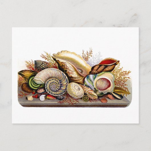  Seashell Print Briefkaart (Voorkant)
