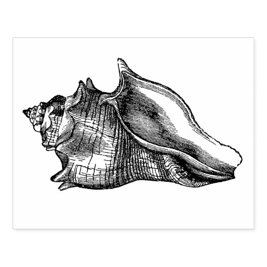  Seashell Rubberstempel (Afrduk)