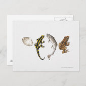 Seashell, Salamander, Salmon Briefkaart (Voorkant / Achterkant)