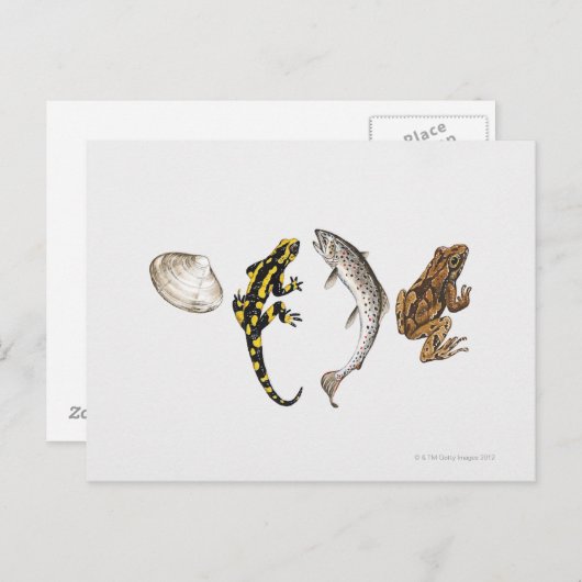 Seashell, Salamander, Salmon Briefkaart (Voorkant / Achterkant)