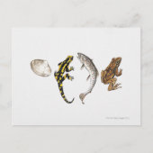 Seashell, Salamander, Salmon Briefkaart (Voorkant)