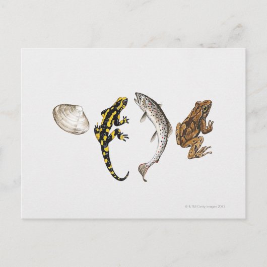 Seashell, Salamander, Salmon Briefkaart (Voorkant)