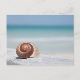 Seashell   Sint-Petersburg, Florida Briefkaart