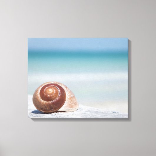 Seashell | Sint-Petersburg, Florida Canvas Afdruk (Voorkant)